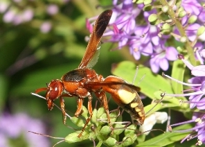 La rossa delle antenne fragili: Rhynchium oculatum